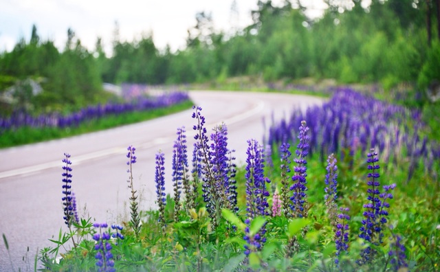 1.1372291200.wild-lupins