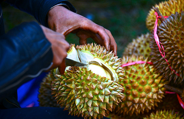 2.1381399398.one-of-many-durians-that-were-eaten