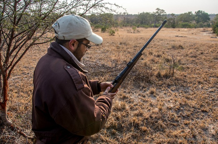 9.1439059612.getting-ready-to-track-the-lion