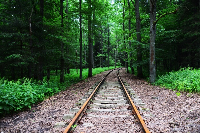 1.1372636800.railway-track-in-the-forest