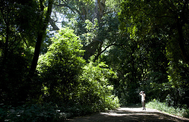 5.1386201600.ethereal-glow