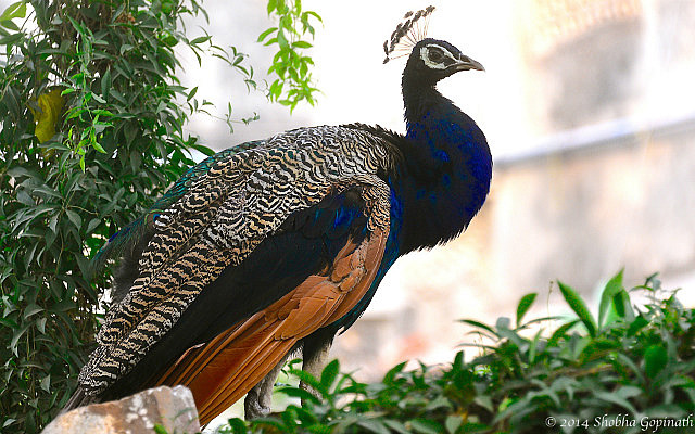 7.1416328716.peacock