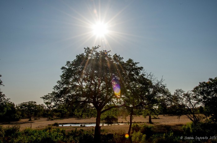 9.1437581996.watering-hole